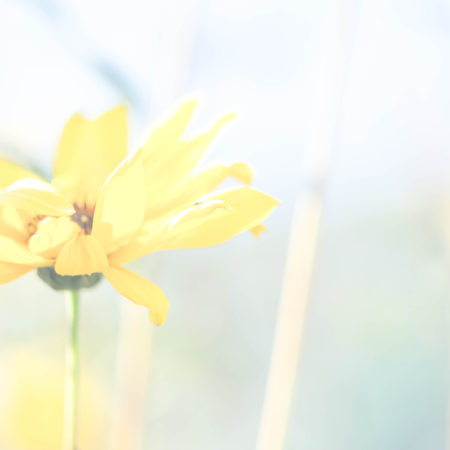 yellow-flower-bg